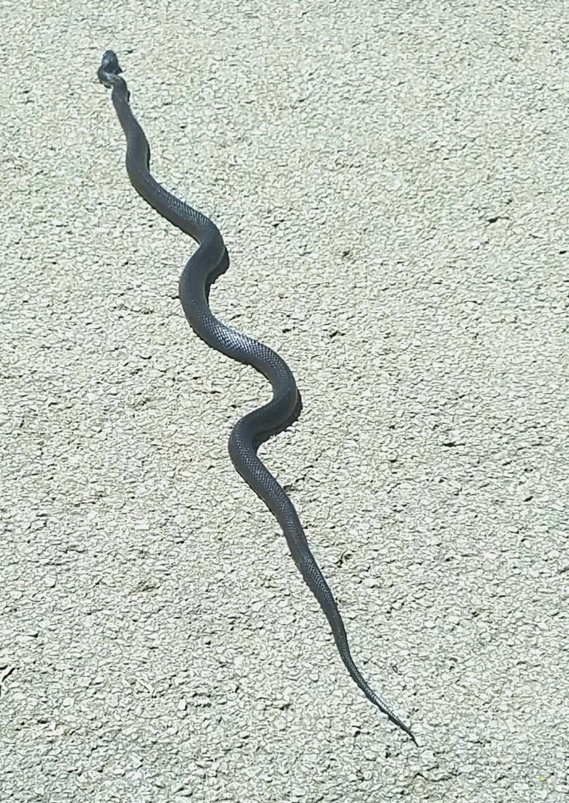 We never know what kind of critters we\'ll find under a house. This is a black snake. Actually, a black snake is a good thing to have around. They eat mice and other snakes. It was released unharmed!
