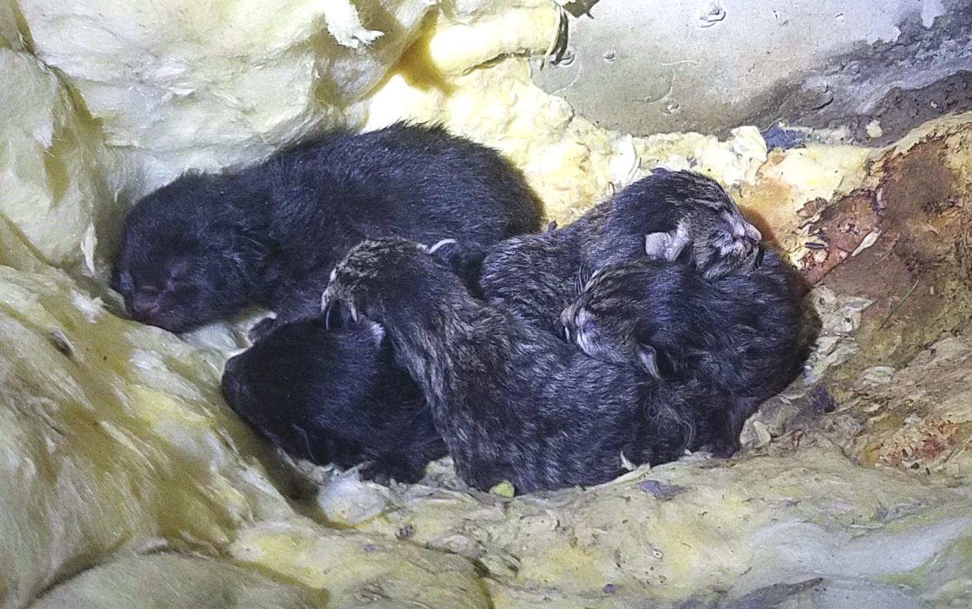 Not all critters we find under houses are bad and scary. Here\'s some newborn kittens!