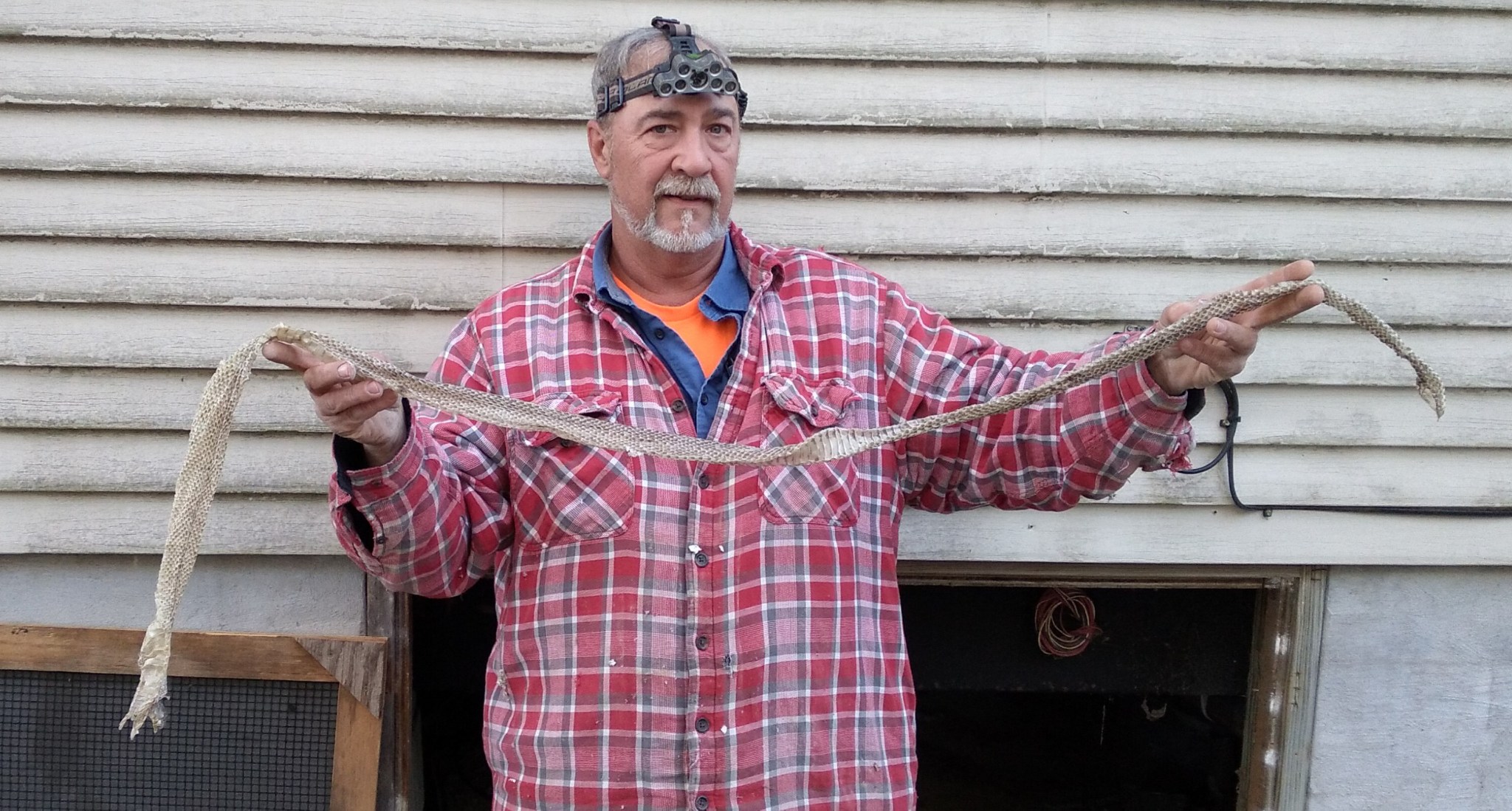 Snake skin we found under a house