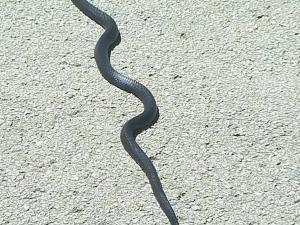 We never know what kind of critters we'll find under a house. This is a black snake. Actually, a black snake is a good thing to have around. They eat mice and other snakes. It was released unharmed!