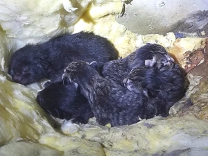 Not all critters we find under houses are bad and scary. Here's some newborn kittens!