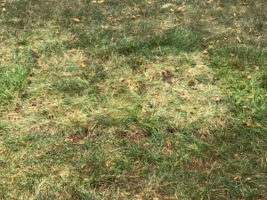 After - Repairing Main Water Line in Springfield, MO